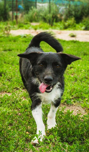 Barney   kleiner Kämpfer mit großem Herz für ALLE