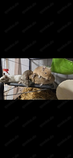 4 handzahme Degus suchen ein Zuhause mit Käfig und Zubehör 
