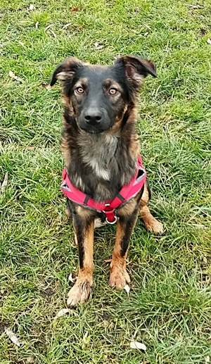 Rico, ein Sunnyboy, der jeden bezaubert! Bild 2