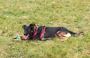 Rico, ein Sunnyboy, der jeden bezaubert! Bild 3