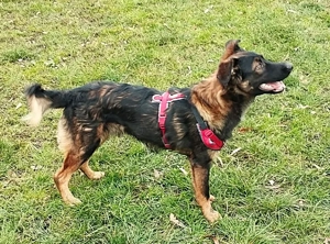 Rico, ein Sunnyboy, der jeden bezaubert! Bild 4