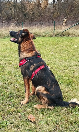 Rico, ein Sunnyboy, der jeden bezaubert! Bild 5