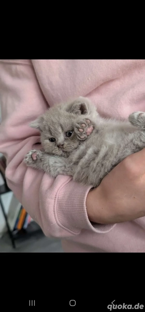 Reinrassige Bkh kitten in frabe lilac  lilac fawn und blue  silver 