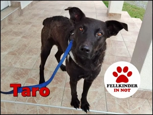 lieber Hütehund Mischlings-Rüde Taro sucht ein Zuhause oder Pflegestelle