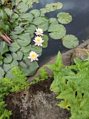 Nachfolgerin  Nachforger für Schrebergarten in Cottbus
