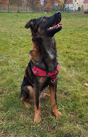 Rico, ein Sunnyboy, der jeden bezaubert! Bild 6