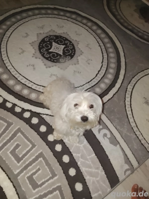 liebesvolle Hände gesucht 