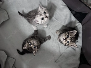 Britisch Kurzhaar Kitten