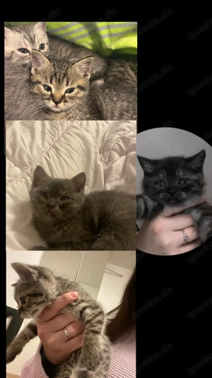 Britisch Kurzhaar Kitten