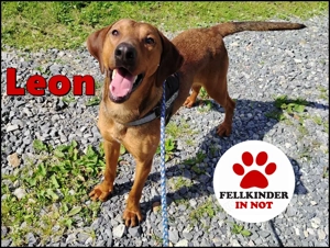 hübscher Bracken Mischlings-Rüde Leon sucht ein Zuhause oder Pflegestelle