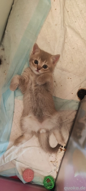 Kitten BKH Baby Kätzchen 