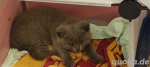 Kitten BKH Baby Kätzchen 