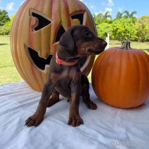 Hora de apresentar nosso t o esperado projeto       Wer Zuerst Kommt, Mahlt Zuerst