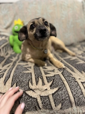 Die süße Mona sucht ein schönes Zuhause. 