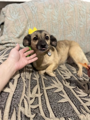 Die süße Mona sucht ein schönes Zuhause. 