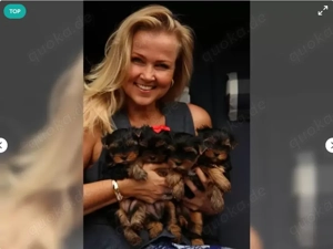 Yorshire Terrier Welpen in black tan