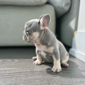 Französische Bulldoggenwelpe  Bild 2