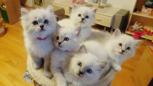 Ragdoll Kitten suchen ein neues Zuhause