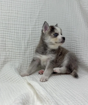 HHJ 3 Mini F1 Pomsky Welpen 