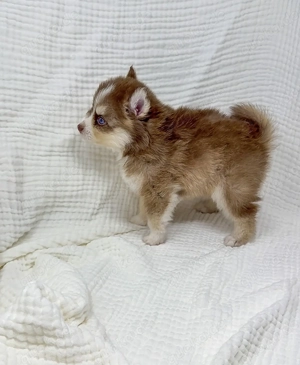 HHY   Entzückende F1 Pomsky-Welpen zu verkaufen