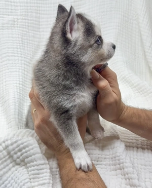 CCCY (F1) Pomsky Welpen zu verkaufen