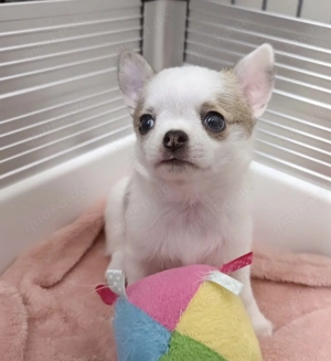 Wunderschöne Chihuahua-Welpen zu verkaufen