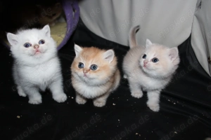 BLH BKH KItten black blue gold golden shaded point reinrassig Stammbaum