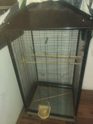 zu Verkaufen Wellensittisch mit große Käfig