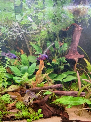 Betta Rubra Wildform