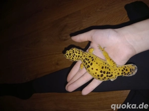 1,1 leopardgeckos Tausch möglich  Bild 2