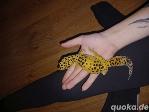 1,1 leopardgeckos inklusive zubehör 