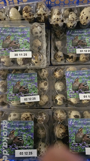 Wachteleier Bruteier Wachteln