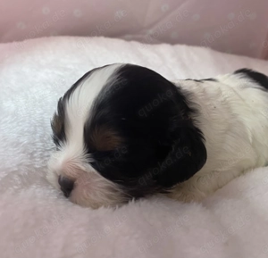 Cavalier Welpe