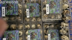 Frische Wachteleier Bruteier Wachteln