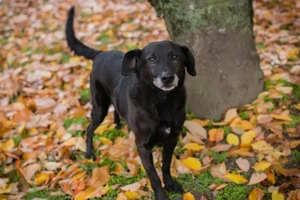 *GONZA* Er ist menschenfreundlich, immer gut gelaunt, leinenführig, aktiv und unternehmungslustig