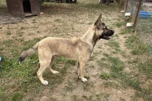 *NINJO* - Der Rüde ist freundlich und verspielt, und er lernt sehr gerne  Bild 3