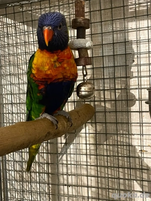 Gebirgslori männlich 