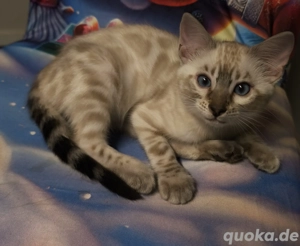 bengal babys snow bengal kitten