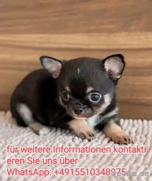 Chihuahua welpen 