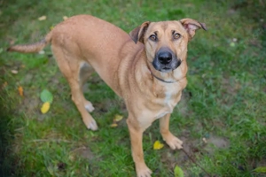 *YARAH* Eine liebe und freundliche Hündin mit kleinem Handicap