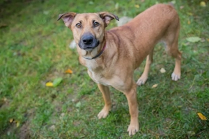 *YARAH* Eine liebe und freundliche Hündin mit kleinem Handicap