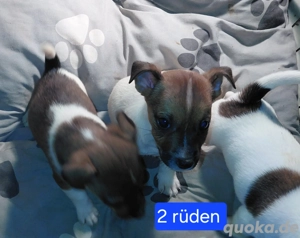 Jack russell terrier Welpen 2 rüden 1 Hündin 