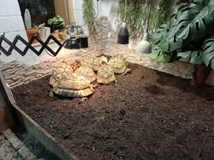 Pantherschildkröten, Landschildkröten, Schildkröten NZ 2025-2026 Bild 8