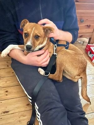 Pacco - der Kuschelpoet 