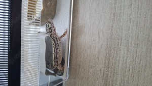 ExoTerra Terrarium-Komplettset 90   45   60 cm Bild 3