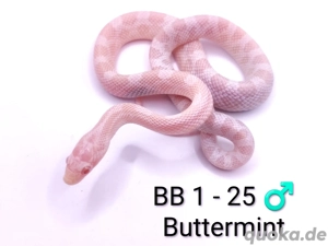 Kornnattern Buttermint NZ 25 und 23 