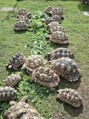 Pantherschildkröten, Landschildkröten, Schildkröten NZ 2025-2026 Bild 9