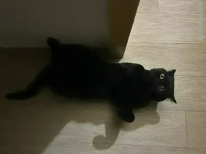 BKH Deckkarter Morle Bild 6