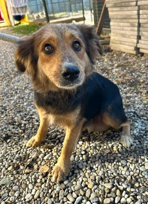 *LEAH* - Ich suche ein liebevolles Zuhause