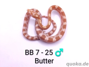 Kornnatter Butter 66% pos. het. Cinder NZ25 und 24